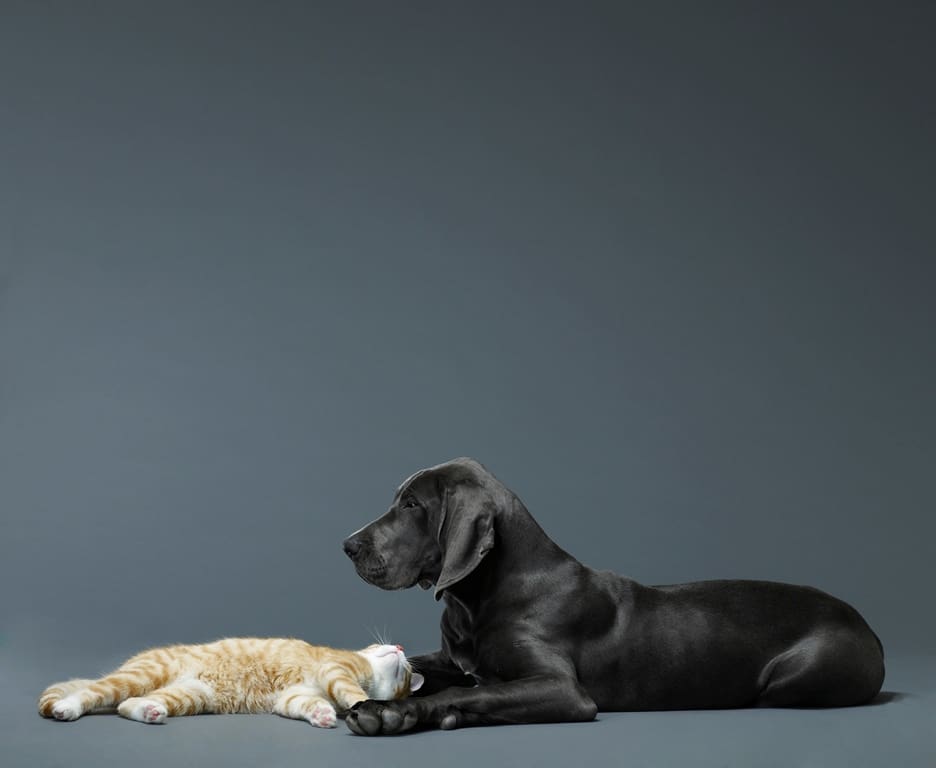 How to Prepare Your Sellers for a Home Inspection: Pets
