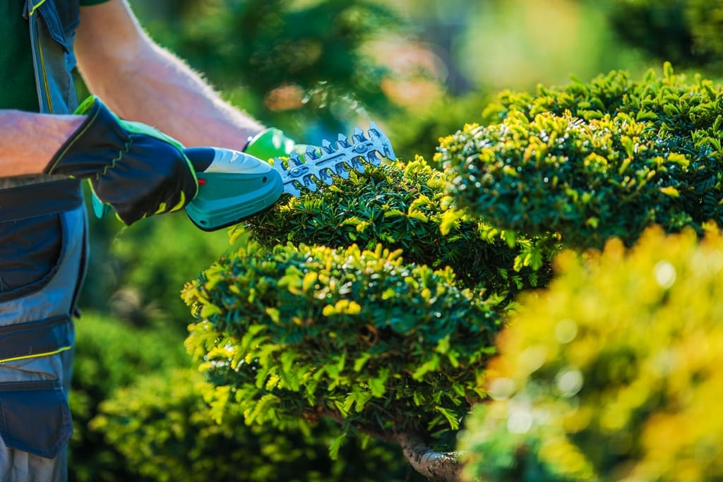 Top 10 Budget-Friendly Ways Sellers Can Improve Curb Appeal: Tidy up the yard